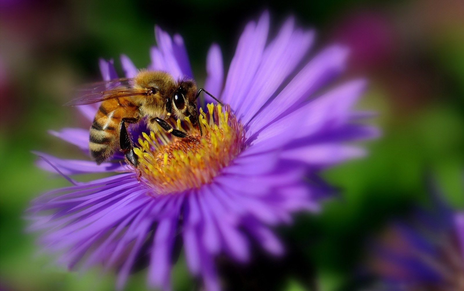 bloem, bloemblaadjes, insect, Bij