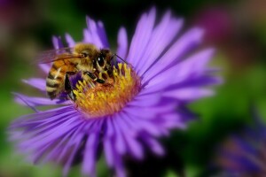 Bee, flower, insect, petals