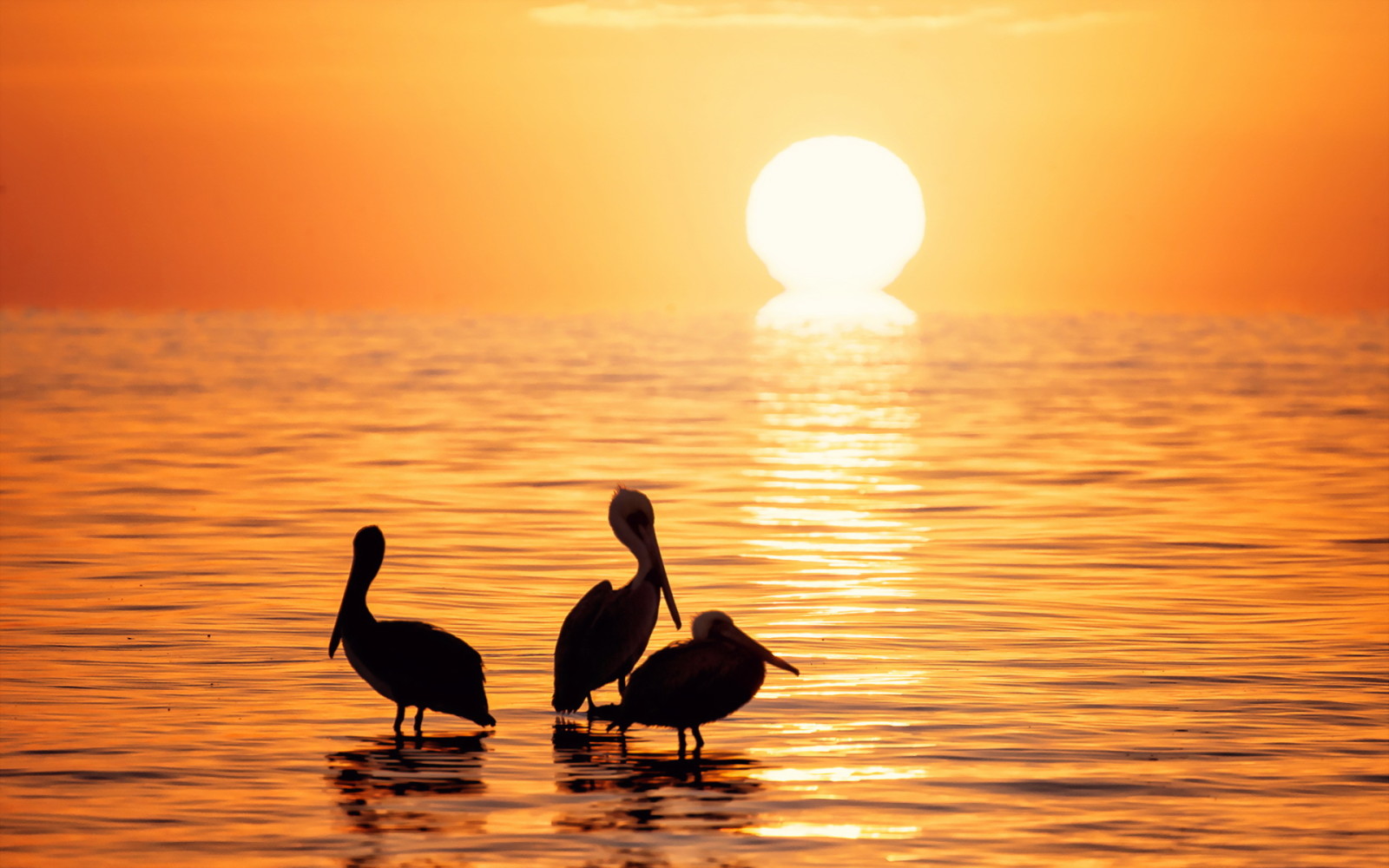 Natur, Sonnenuntergang, Meer, Vögel