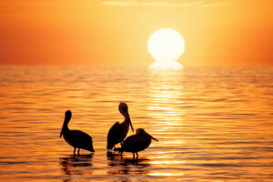 vogelstand, natuur, zee, zonsondergang