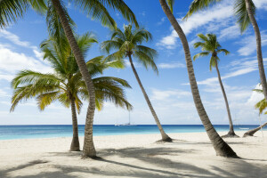 plage, paumes, paradis, le sable, mer, rive, été, tropical