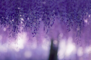 difuminar, bokeh, cortinas de primavera, flores, destello, lila, macro, púrpura