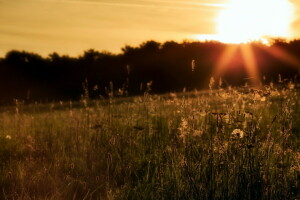 campo, césped, paisaje, puesta de sol