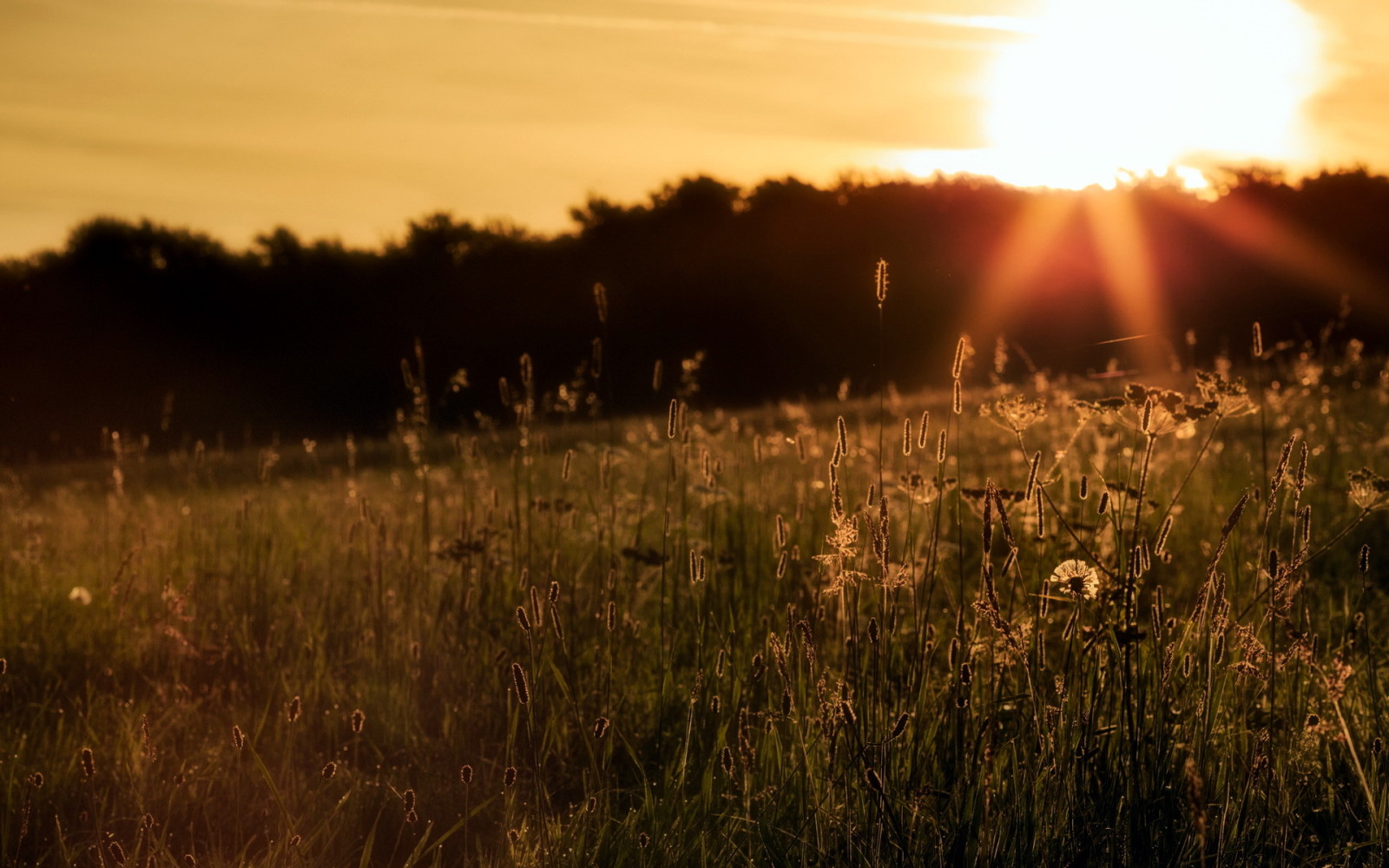 herbe, le coucher du soleil, paysage, champ