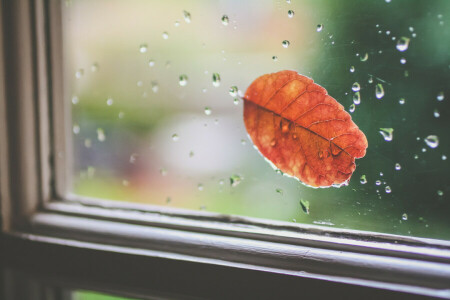 drops, glass, leaf, orange, sheet, window