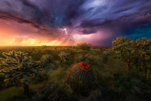 cactus, des nuages, désert, orage, Le ciel, fermeture éclair