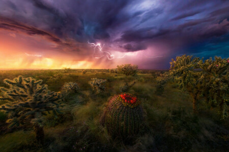 cactus, nuvole, Deserto, tempesta, il cielo, cerniera