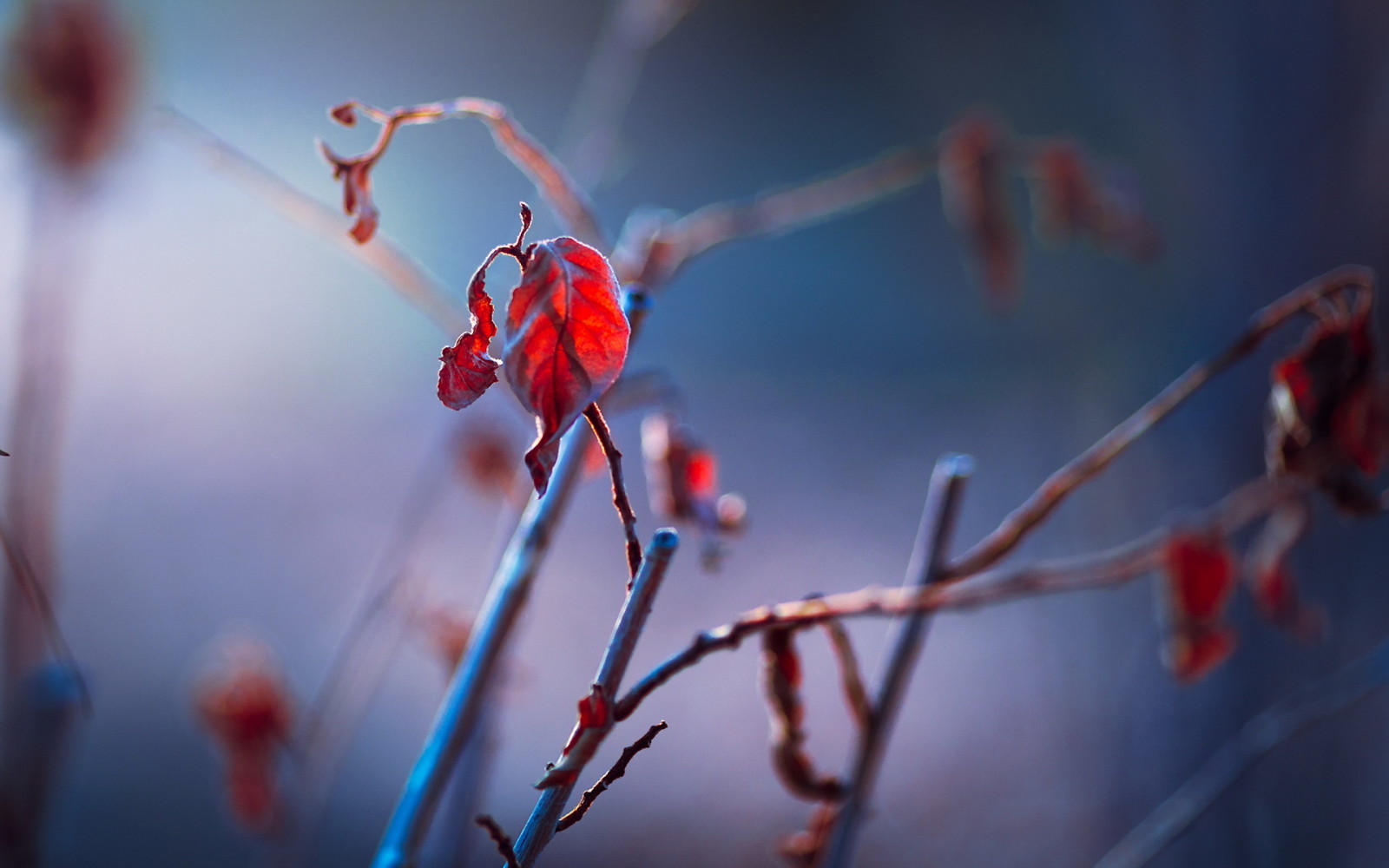 galhos, natureza, folhas