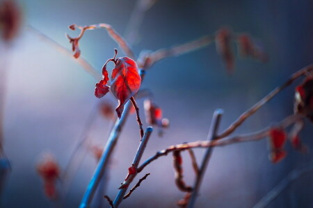 branches, leaves, nature