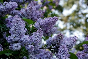 blomstrende syriner, blomstrende syrin, forår