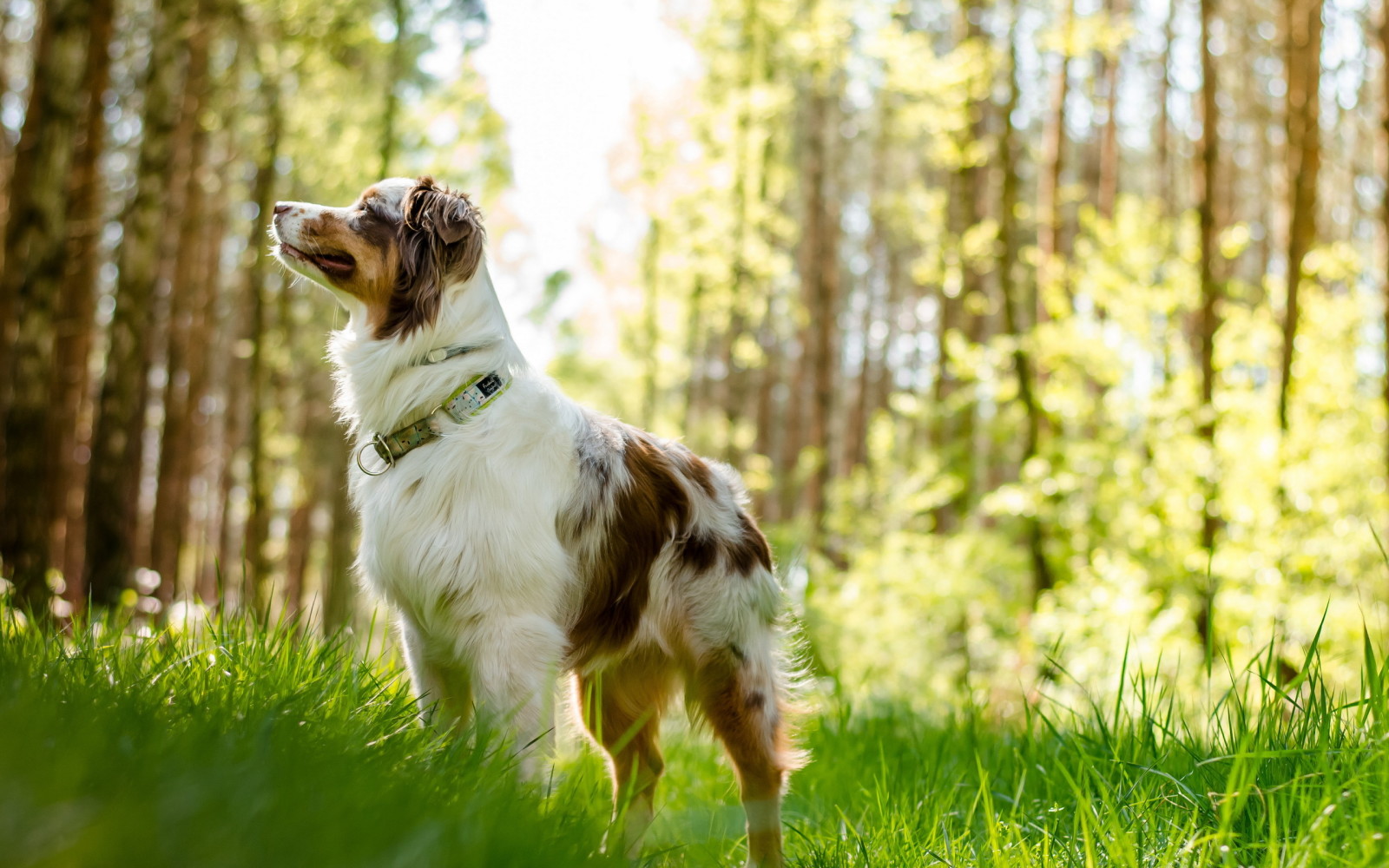 Guarda, cane, ogni