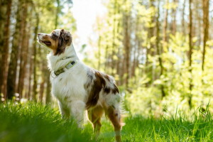 hond, elk, kijken