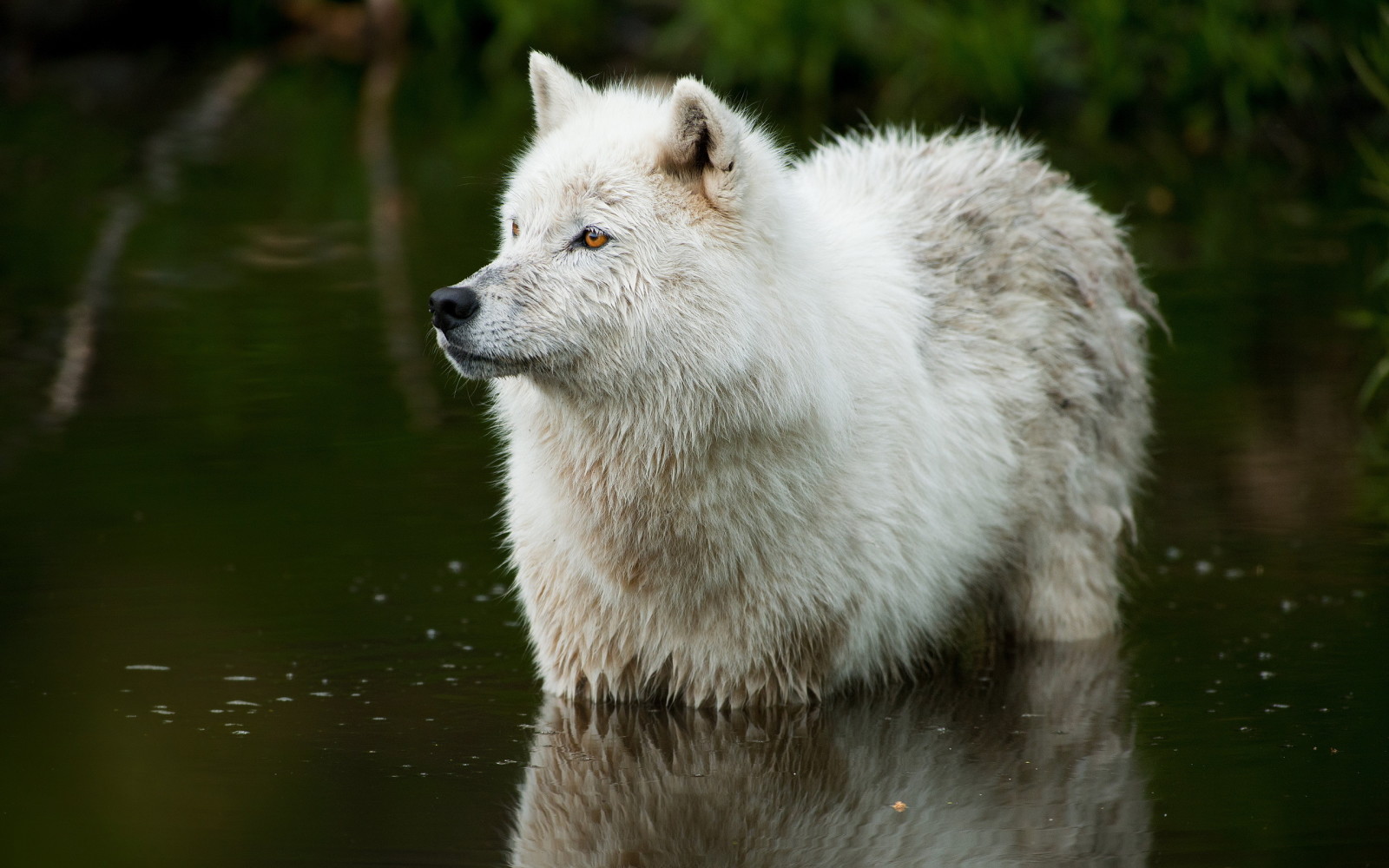 natuur, rivier-, wolf