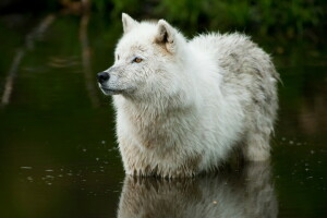 natura, fiume, lupo