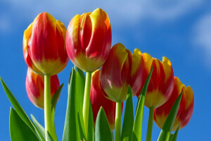 vermelho amarelo, o céu, tulipas