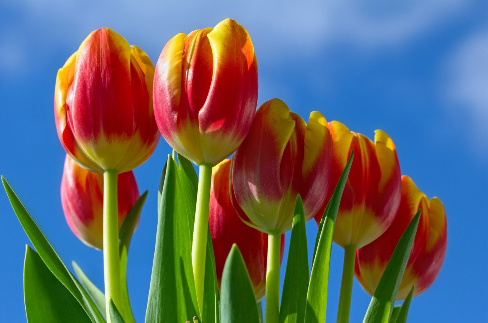 o céu, tulipas, vermelho amarelo