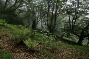 fougères, forêt, des arbres