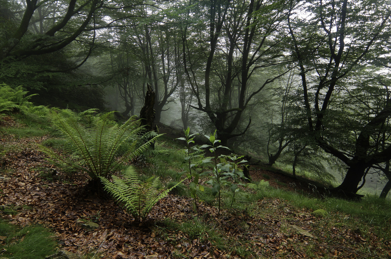 foresta, alberi, felci