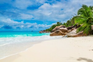 plage, paumes, paradis, le sable, mer, rive, été, tropical