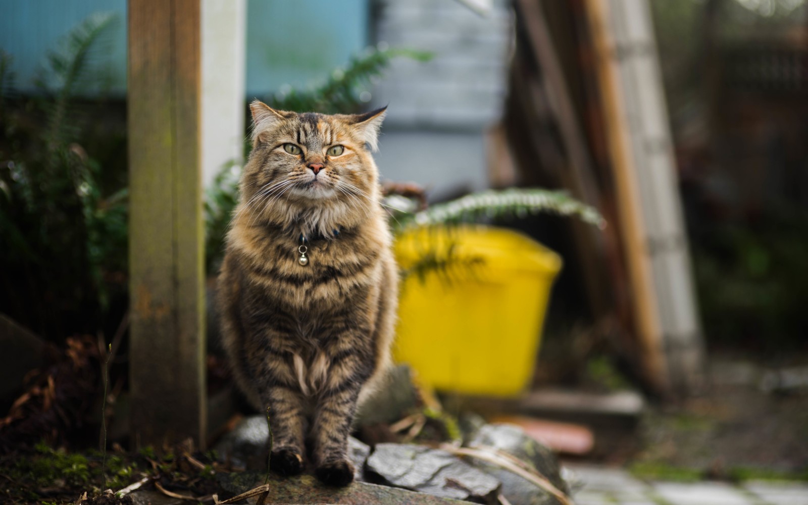 kedi, yürümek, kabarık