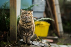 chat, duveteux, marcher