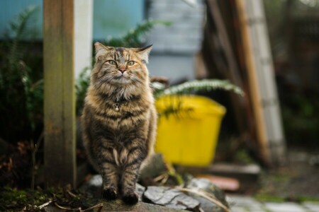 kat, pluizig, wandelen