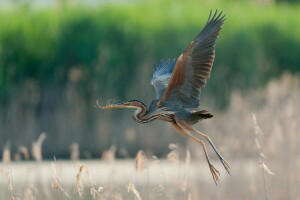 vlucht, Blauwe reiger, Vleugels