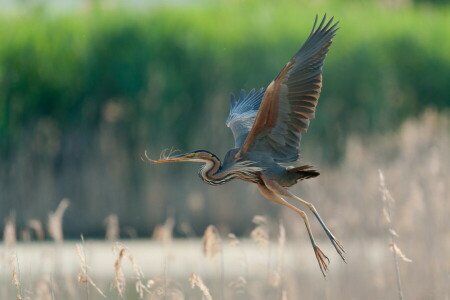 vlucht, Blauwe reiger, Vleugels