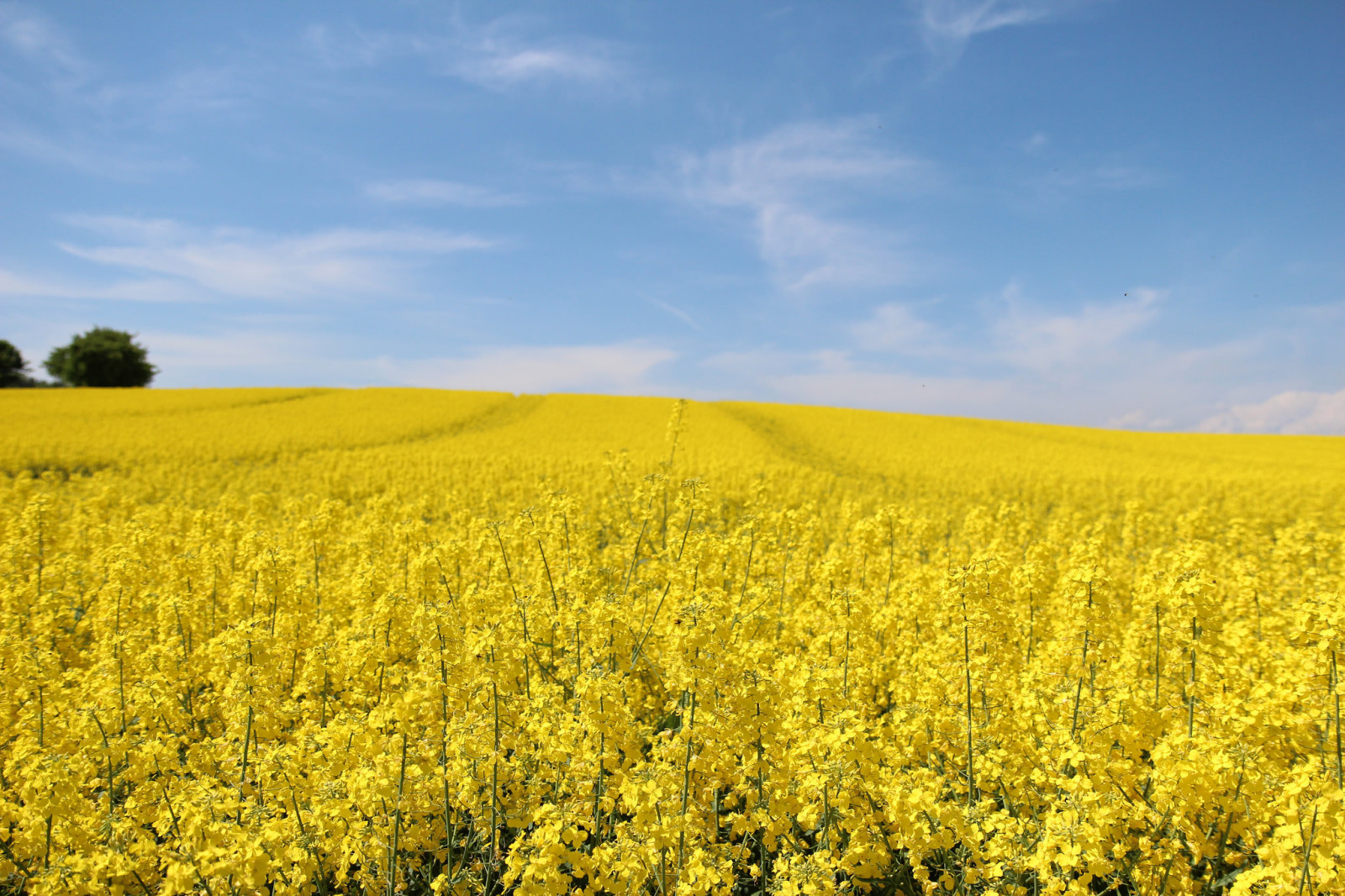 natur, himmelen, felt, vår, voldtekt