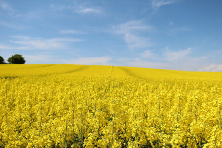 campo, naturaleza, violación, primavera, el cielo