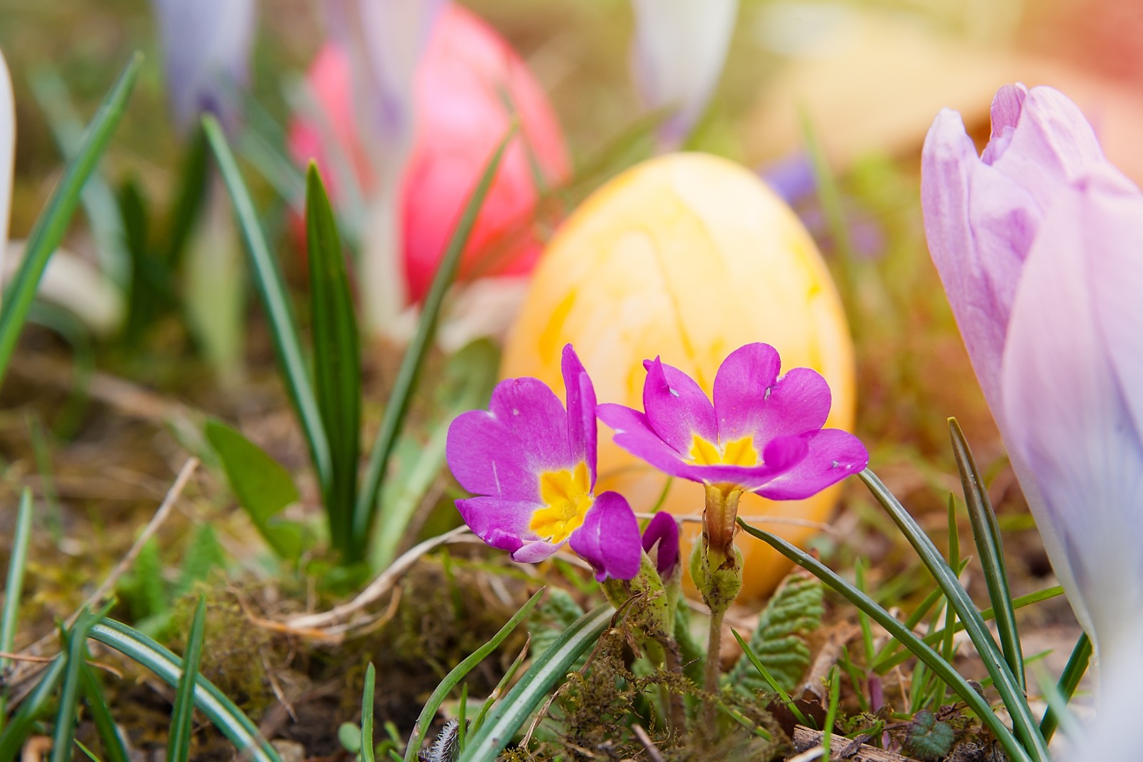 gräs, natur, Semester, ägg, blommor, vår, påsk