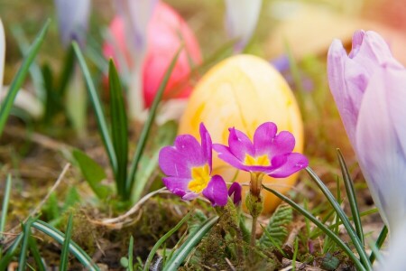 Pascua de Resurrección, huevos, flores, césped, fiesta, naturaleza, primavera