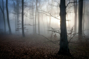 outono, alvorecer, névoa, floresta, Hungria, folhas, místico, crepúsculo