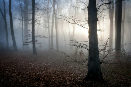 l'automne, Aube, brouillard, forêt, Hongrie, feuilles, mystique, crépuscule