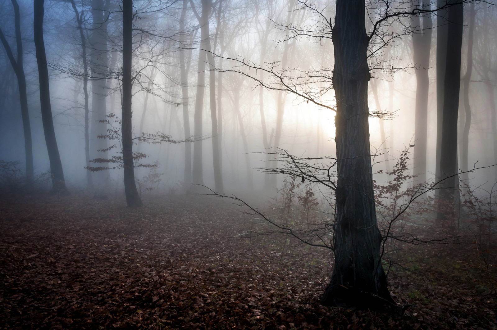 autunno, foresta, le foglie, alba, crepuscolo, nebbia, mistico, Ungheria