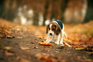 outono, Beagle, cachorro, cada, Veja