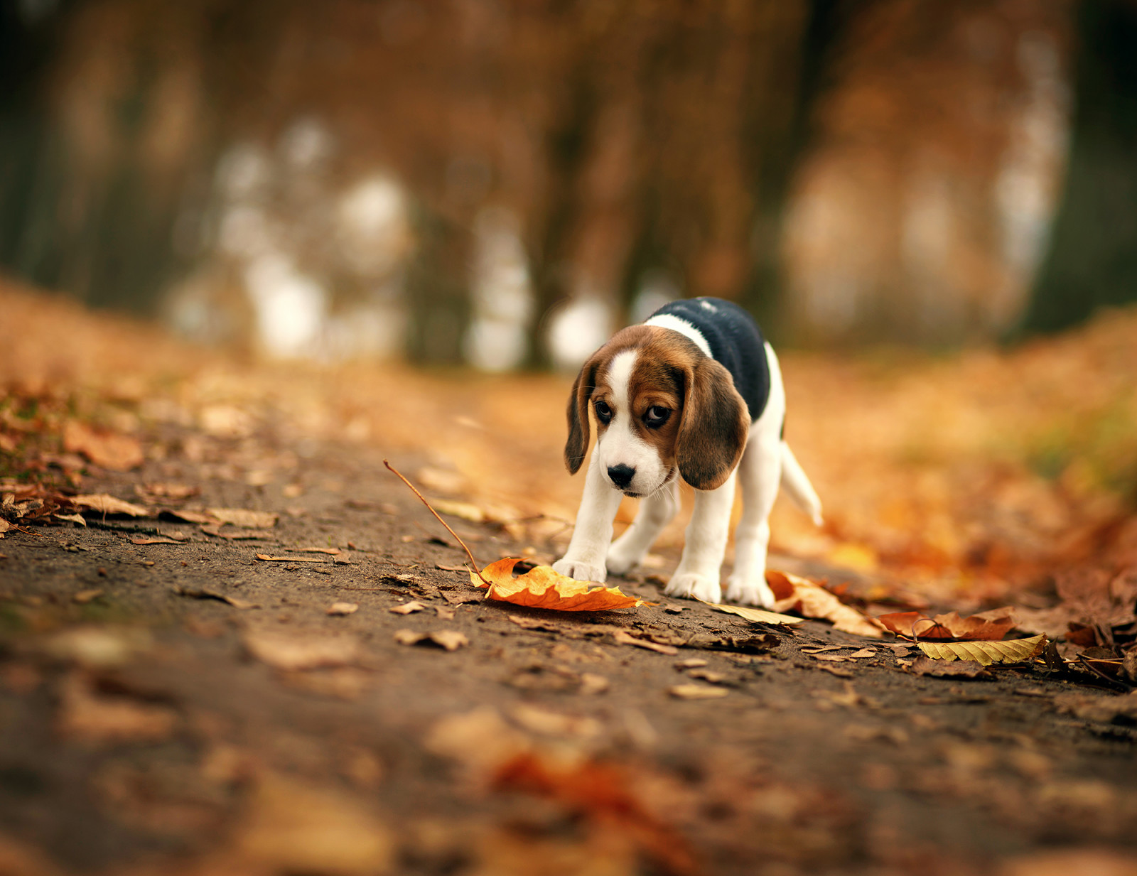 l'automne, Regardez, chien, chaque, Beagle