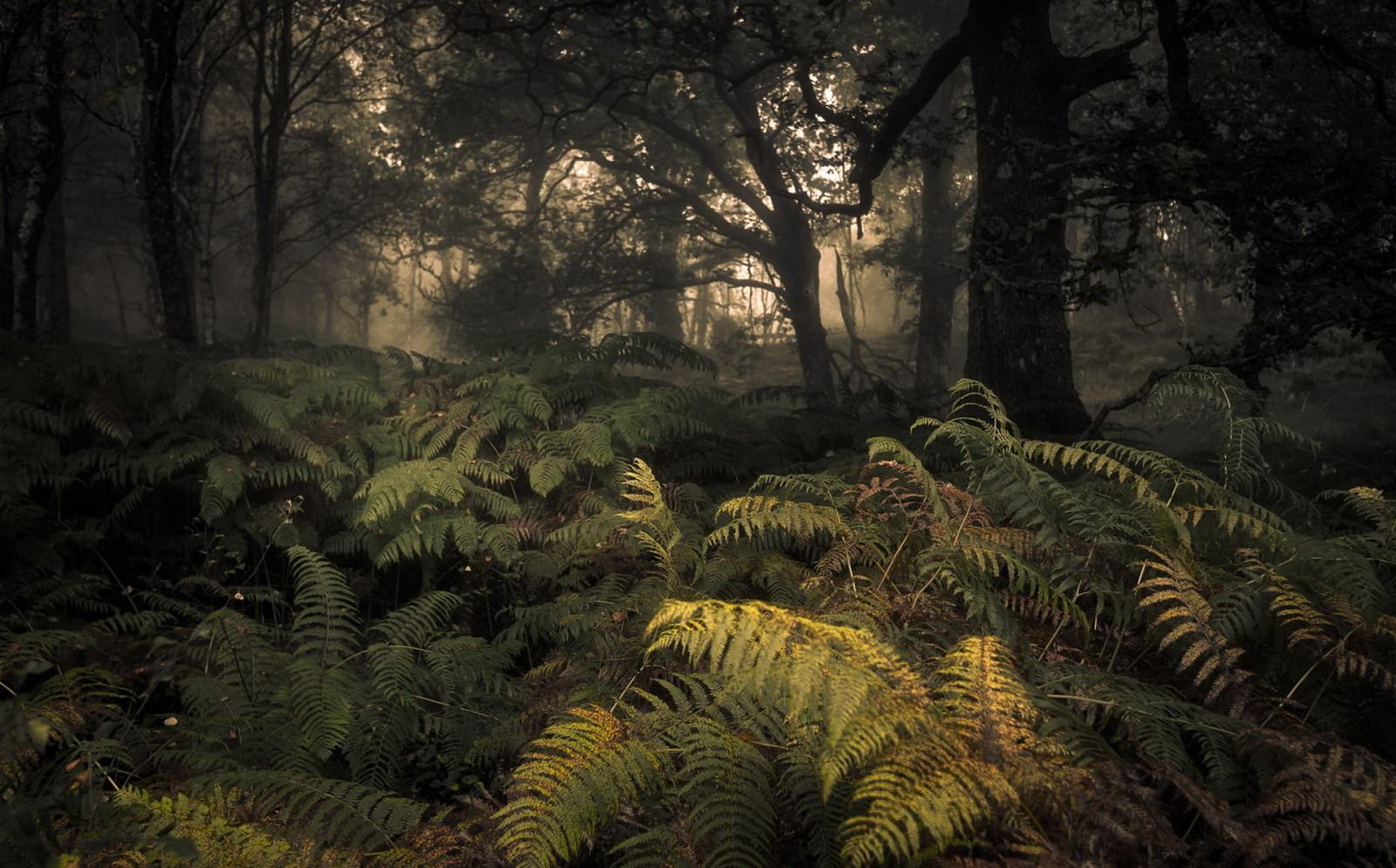 outono, floresta, natureza