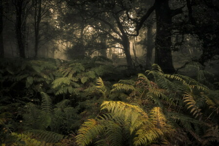 jesień, las, Natura