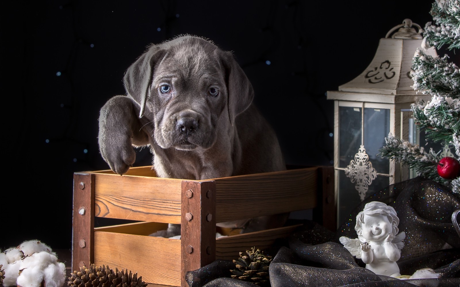 chiot, vacances, patte, boîte, lanterne, épicéa, ange, Cane Corso