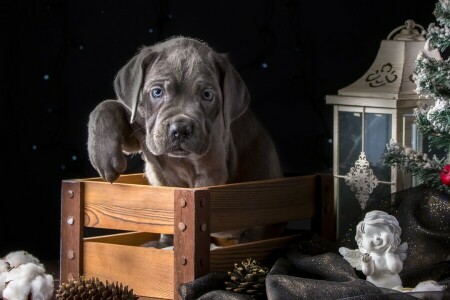 angel, box, Cane Corso, holiday, lantern, paw, puppy, spruce