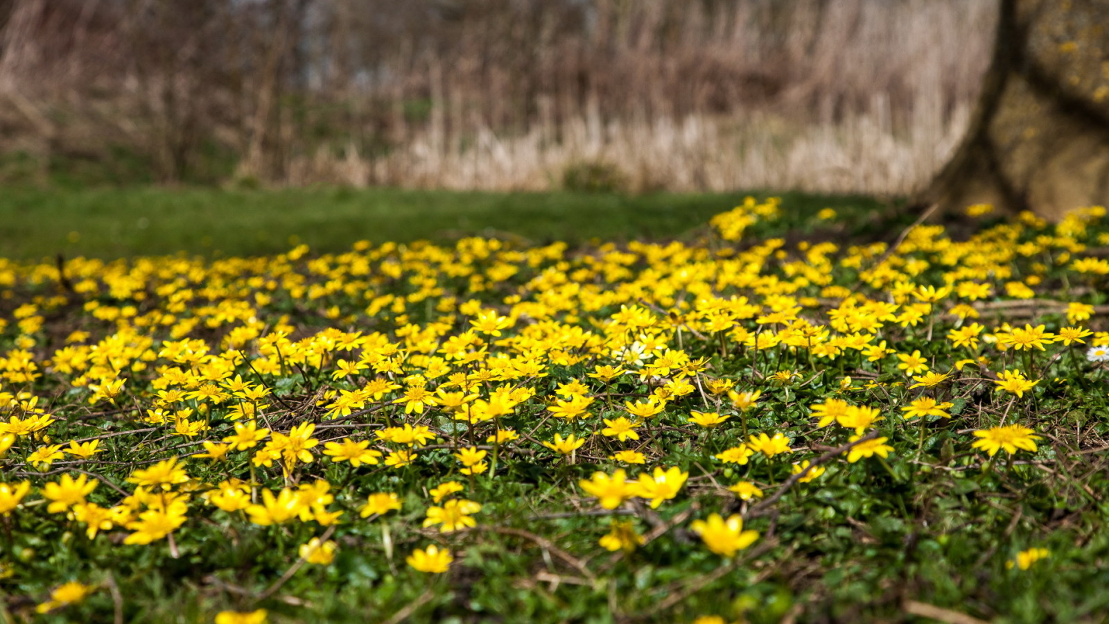 natura, fiori, primavera