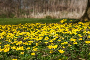 blommor, natur, vår