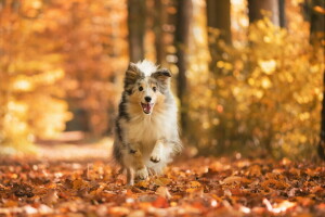 l'automne, chien, chaque, Regardez