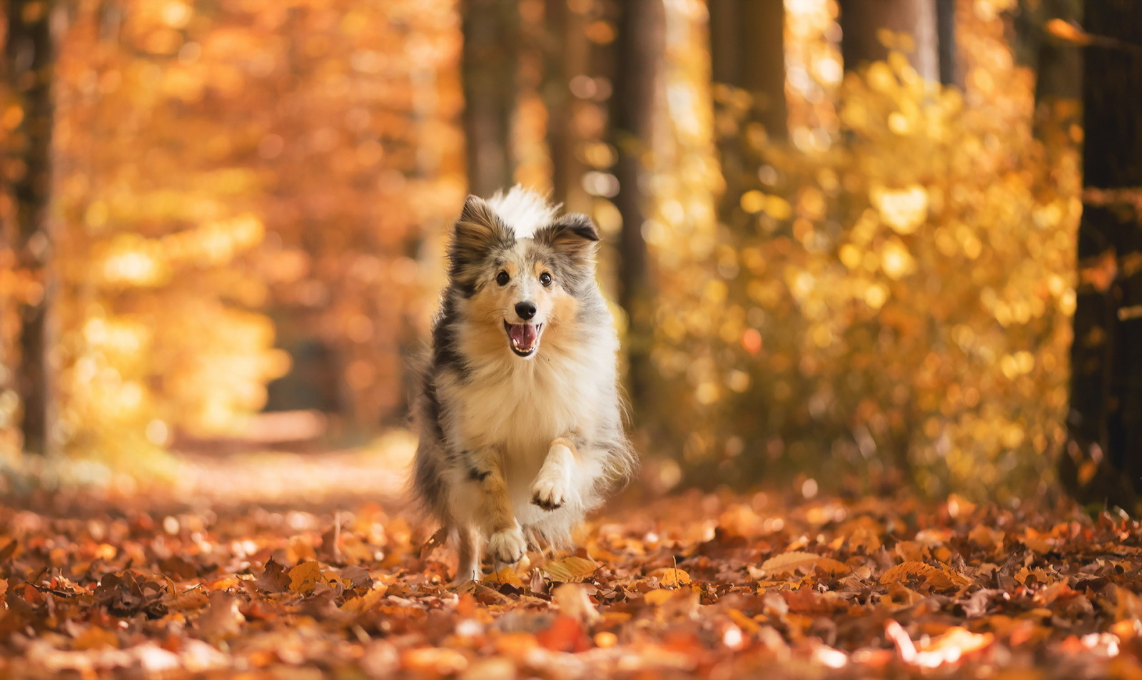 herfst, kijken, hond, elk