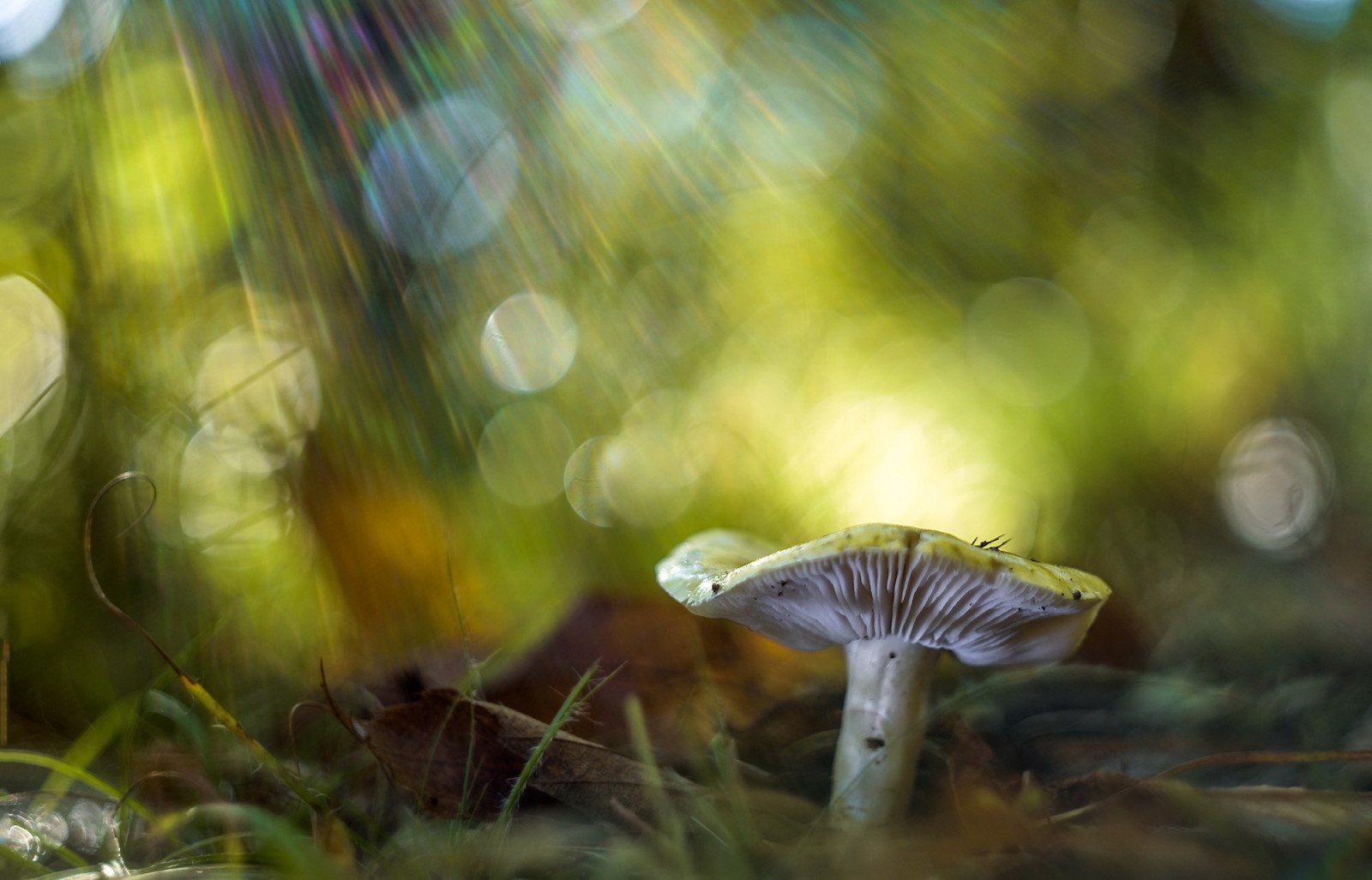 la nature, macro, champignon