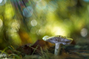 macro, mushroom, nature