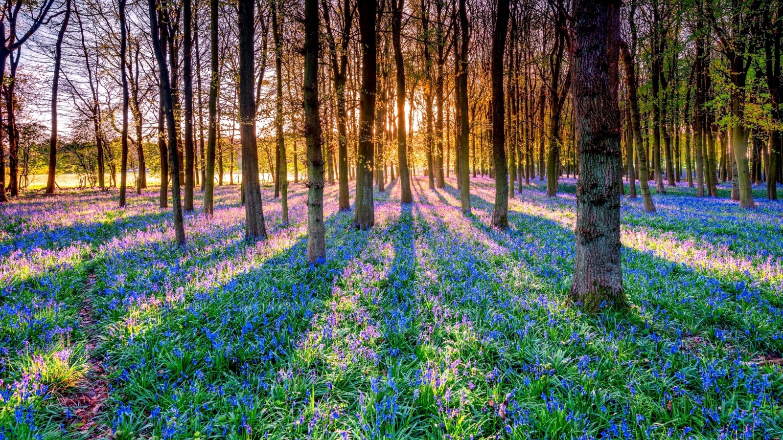 skog, träd, blommor, Rays, skugga, klockorna, solen