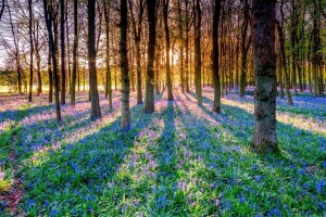 klokken, bloemen, Woud, Rays, schaduw, de zon, bomen