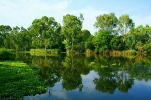 greens, reflection, river, shore, summer, trees, water